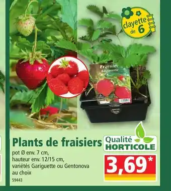 Norma Plants De Fraisiers offre