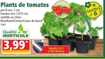 Norma Plants de tomates offre