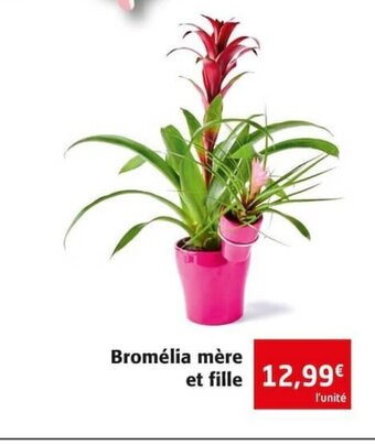 Bromélia mère et fille