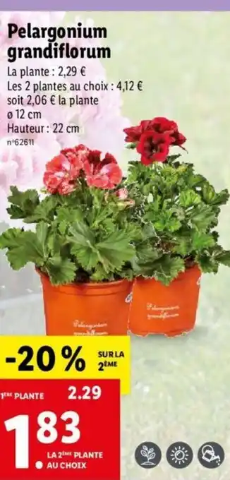 Lidl Pelargonium grandiflorum offre