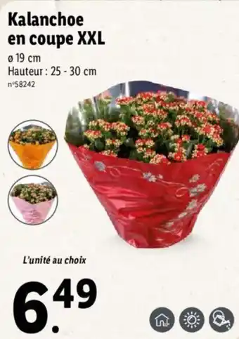 Lidl Kalanchoe en coupe XXL offre