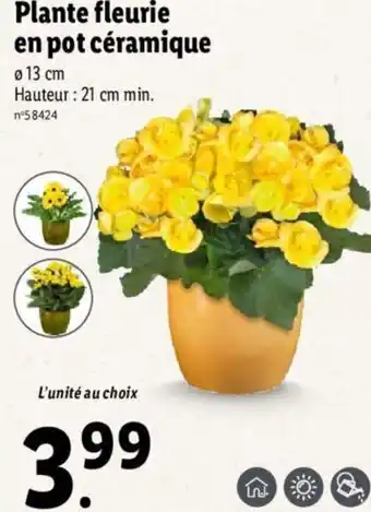 Lidl Plante fleurie en pot céramique offre