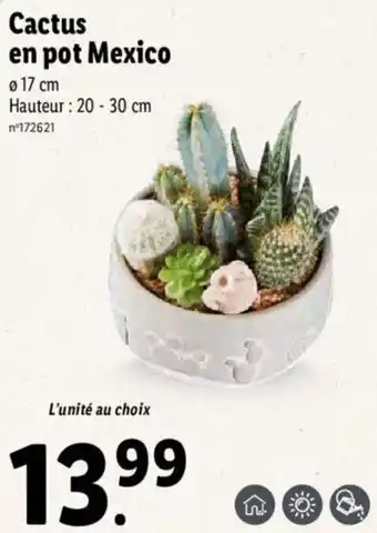 Lidl Cactus en pot mexico offre