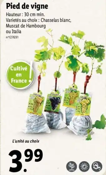 Lidl Pied de vigne offre