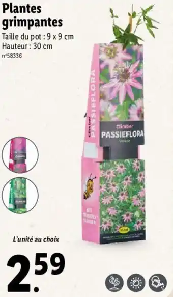 Lidl Plantes grimpantes offre