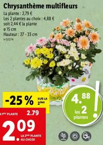 Lidl Chrysanthème multifleurs offre