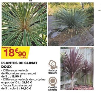 Bricomarché Plantes de climat doux offre