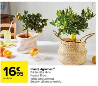 Carrefour Market Plante agrumes offre