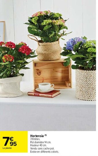 Carrefour Market Hortensia offre