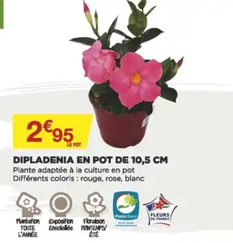 Bricomarché Dipladenia en Pot de 10,5 cm offre