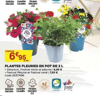 Bricomarché Plantes fleuries en pot de 2 L offre
