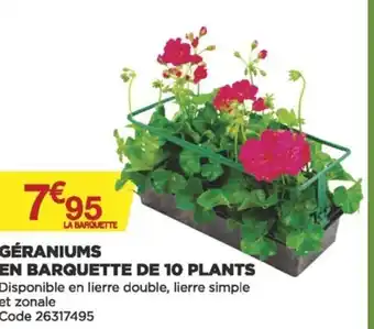 Bricomarché Géraniums en barquette de 10 plants offre
