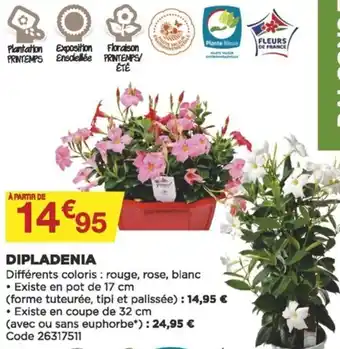 Bricomarché Dipladenia offre