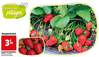 Auchan Plants de fraisiers offre