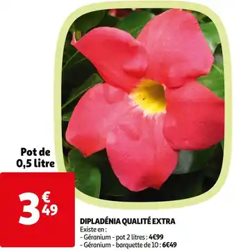 Auchan Dipladénia qualité extra offre