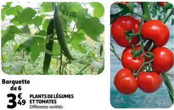 Auchan Plants de légumes et tomates offre