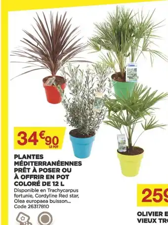 Bricomarché Plantes Méditerranéennes offre