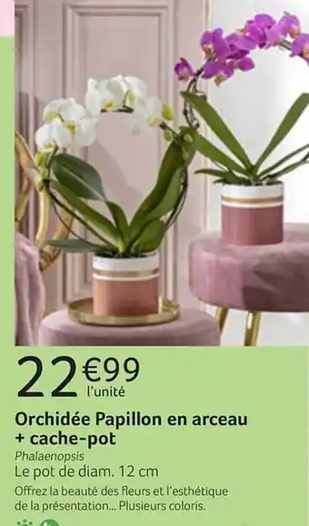 Orchidée Papillon En Arceau + Cache-pot