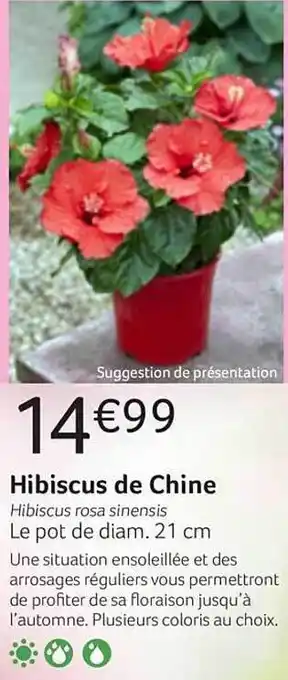 VillaVerde Hibiscus De Chine offre