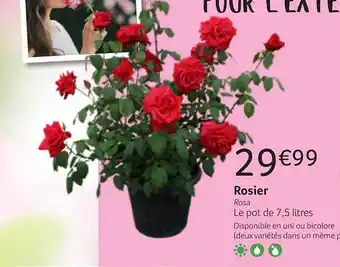Rosier