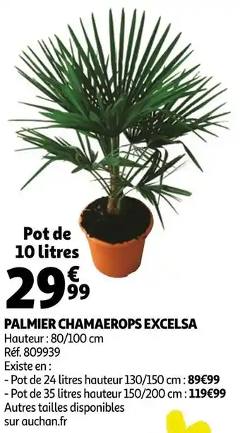Auchan Palmier chamaerops excelsa offre