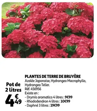 Auchan Plantes de terre de bruyère offre