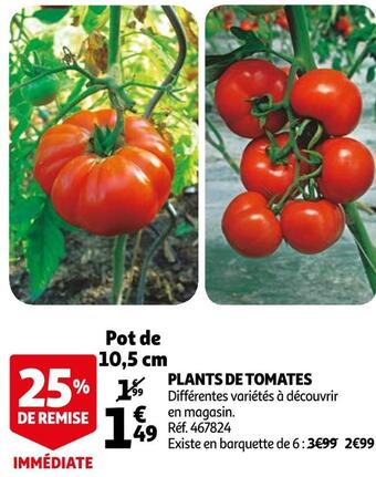 Auchan Plants de tomates offre
