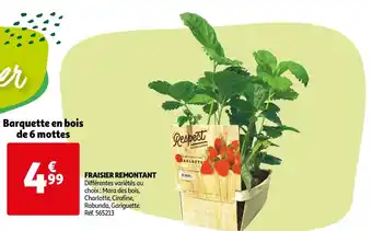 Auchan Fraisier remontant offre