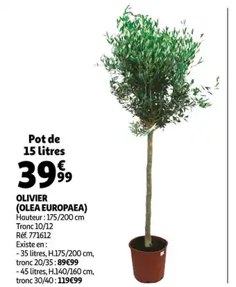 Auchan Olivier (olea europaea) offre
