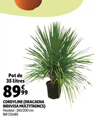 Cordyline (dracaena indivisa multitroncs)