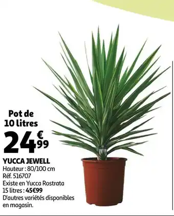 Auchan Yucca jewell offre