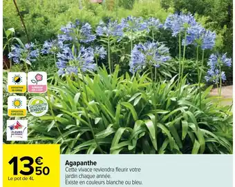 Agapanthe