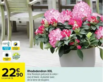 Carrefour Rhododendron XXL offre