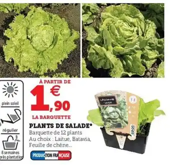 Hyper U Plants de Salade offre