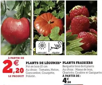 Hyper U Plants de Légumes Plants Fraisiers offre