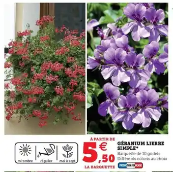 Hyper U Géranium Lierre Simple offre