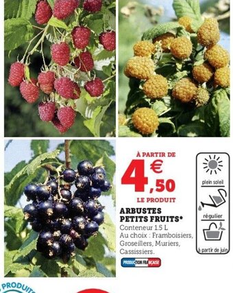 Hyper U Arbustes Petits Fruits offre