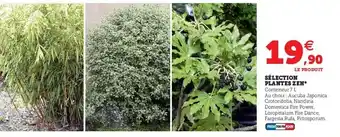 Hyper U Sélection Plantes Zen offre