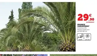 Hyper U Phoenix Canariensis offre