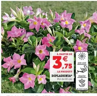 Hyper U Dipladenia offre