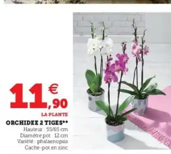Super U Orchidee 2 Tiges offre