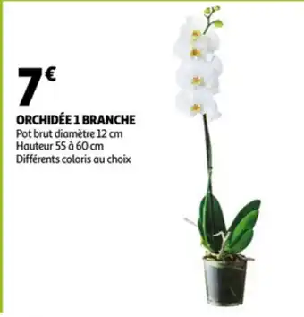 Auchan Orchidée 1 branche offre