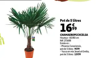 Auchan Chamaerops excelsa offre