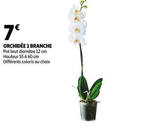 Orchidée 1 branche