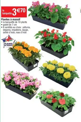 Cora x Carrefour Plantes à massif offre