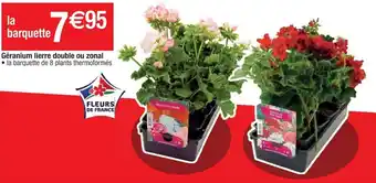 Cora x Carrefour Géranium lierre double ou zonal offre