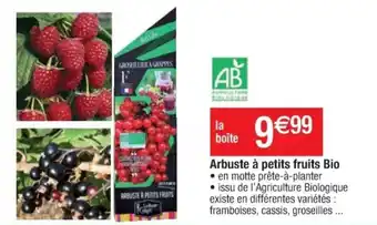 Cora x Carrefour Arbuste à petits fruits bio offre