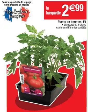 Cora x Carrefour Plants de tomates F1 offre