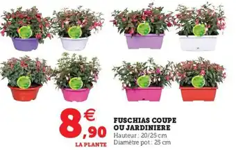 Hyper U Fuschias coupe ou jardiniere offre