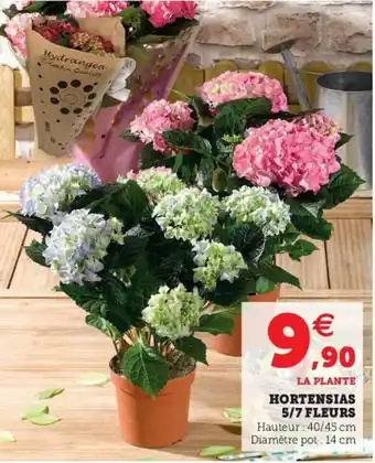 Hyper U Hortensias 5/7 fleurs offre